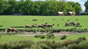 Parc animalier de Sainte-Croix