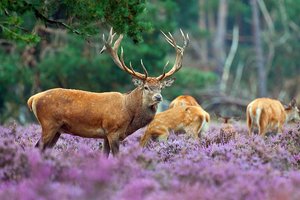 Parc national Hoge Veluwe