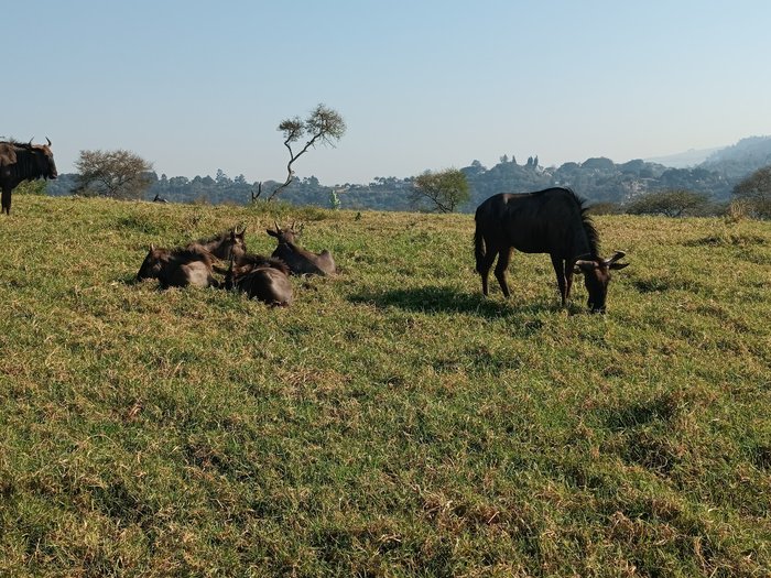 PheZulu Safari Park Durban Working Hours Activities Visitor Reviews