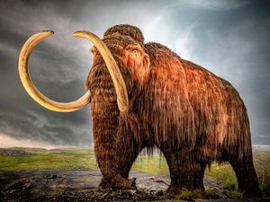 Royal BC Museum
