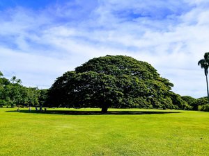 Taman Moanalua