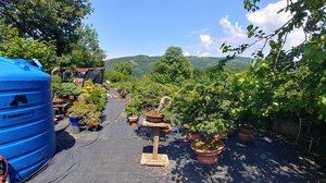 Yalova Bonsai Art